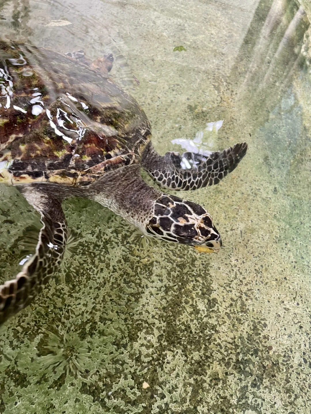 开云体育APP下载-包含瓦努阿图队勇斗澳洲洲际杯赛的词条