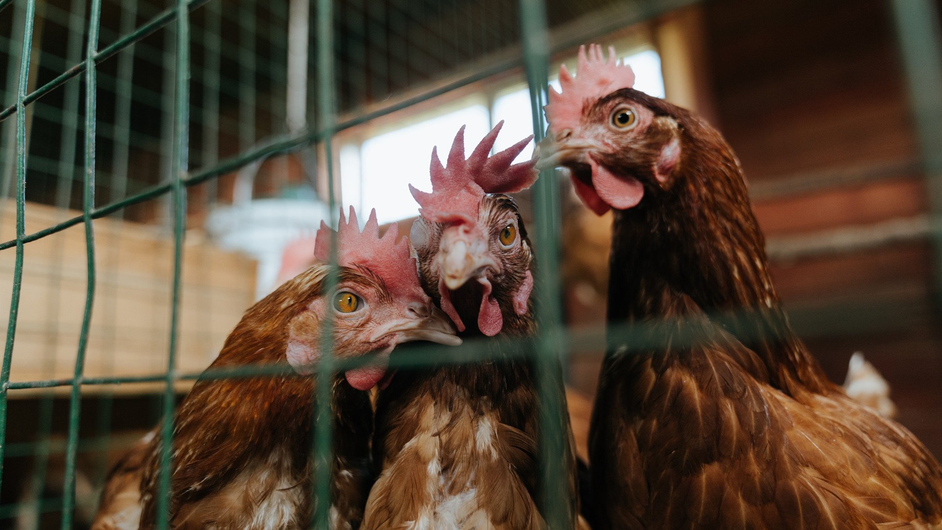 南非惊雷！狂胜加纳背后，奥斯梅恩无愧关键先生