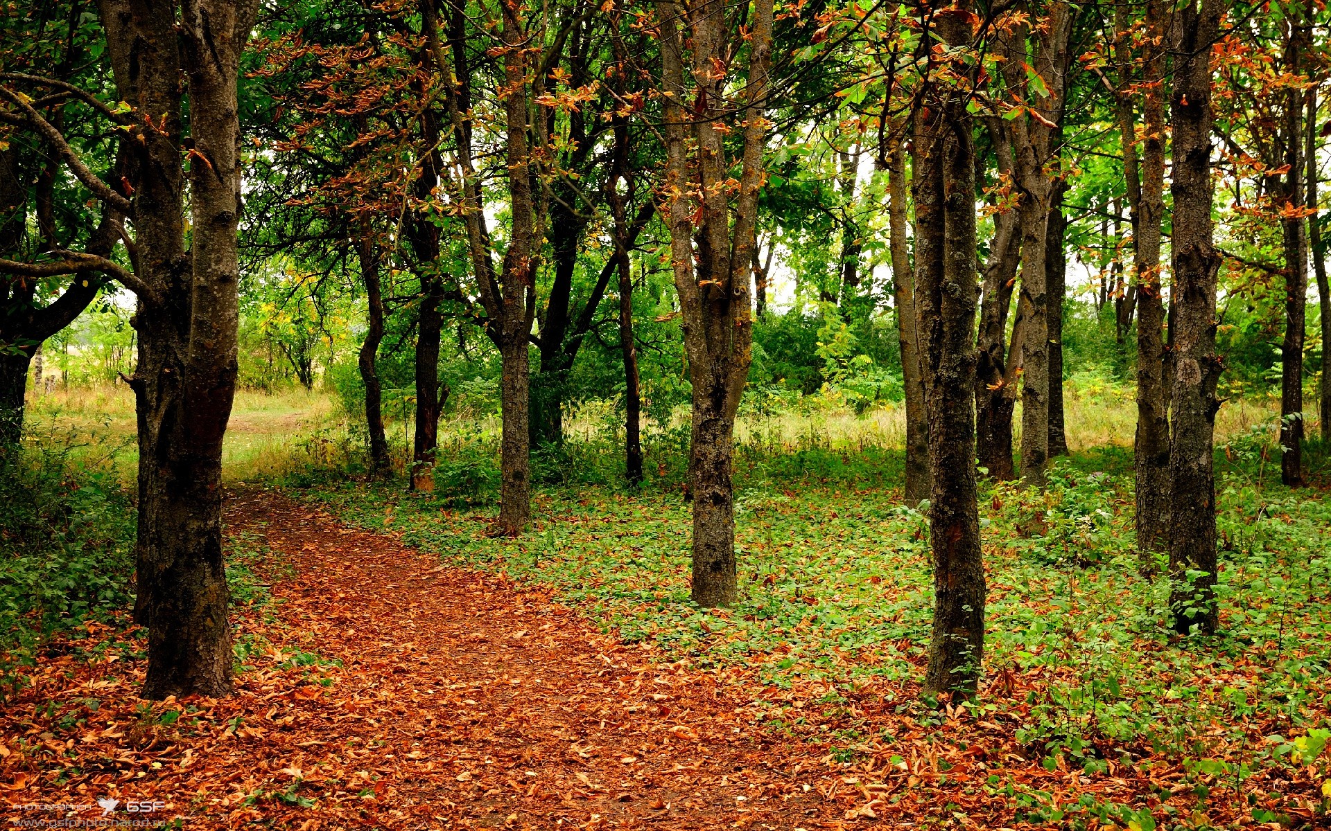 开云官网-苏亚雷斯生涯之夜，德甲争冠战的永恒传奇