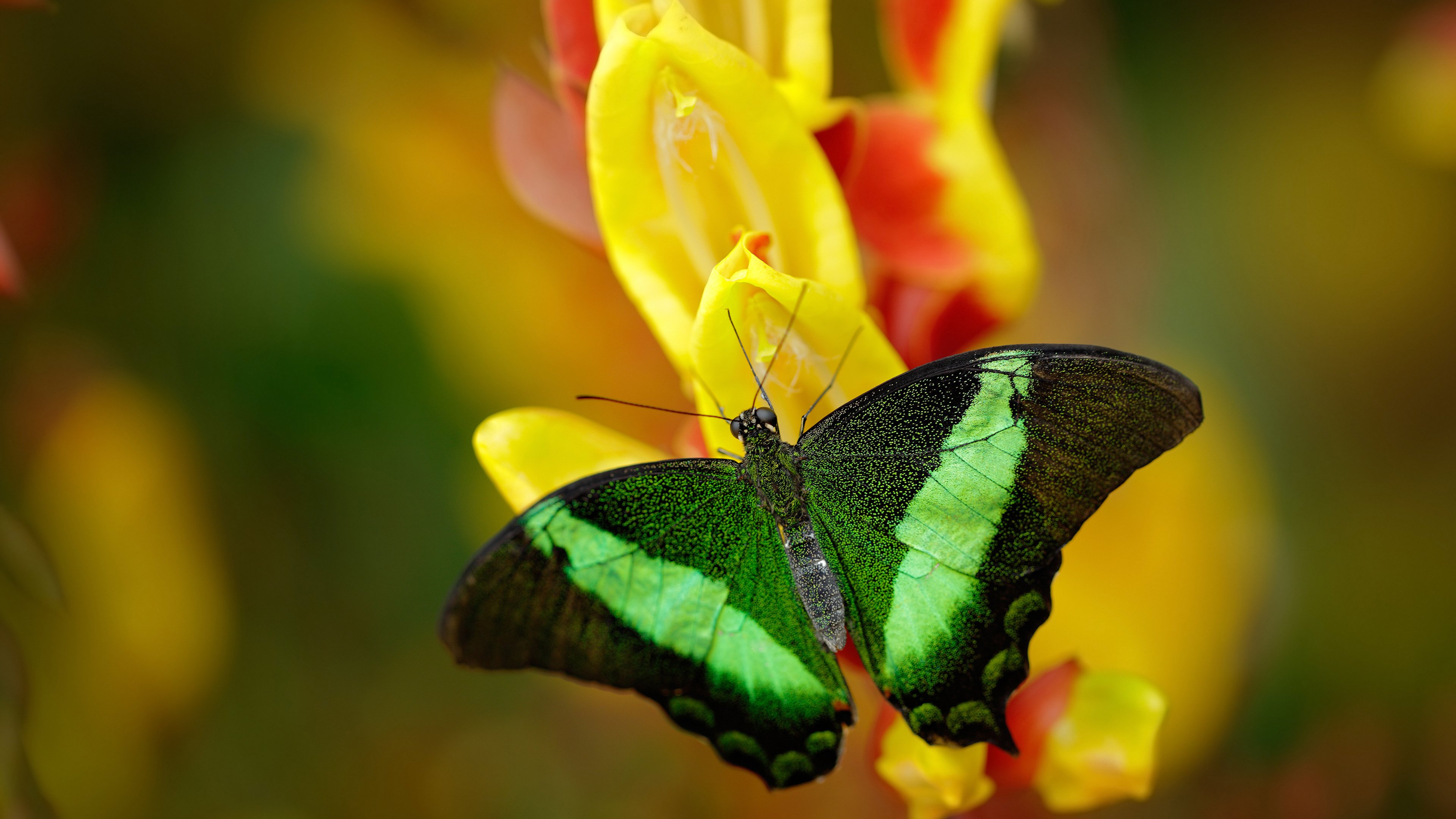 开云体育-雄鹿惊天逆转开拓者，伦纳德东决封神，篮球史诗中的翻盘与接管