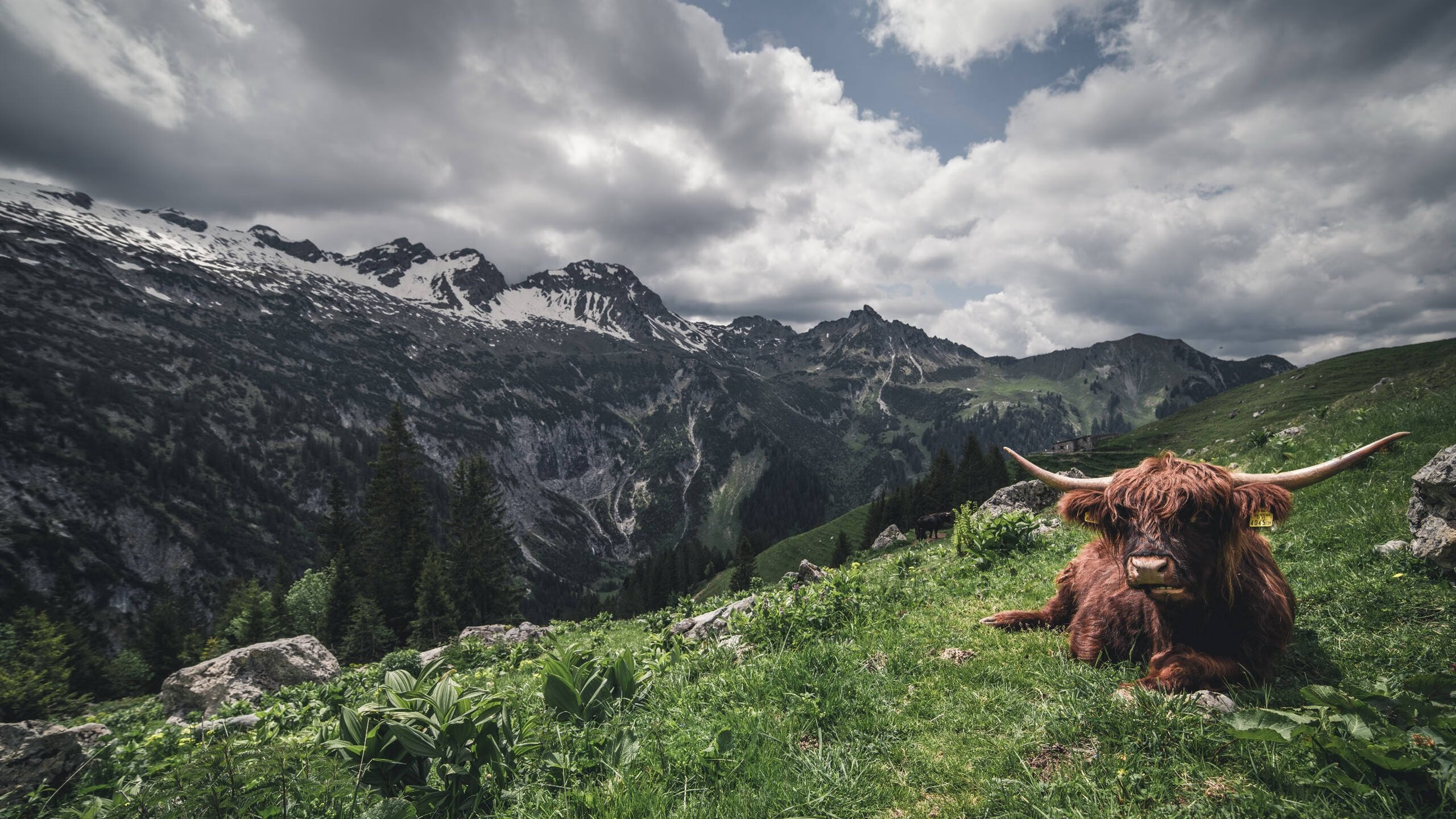 开云体育app-从黄蜂之刺到天火降临，小贾伦在世界杯赛场完成终极进化