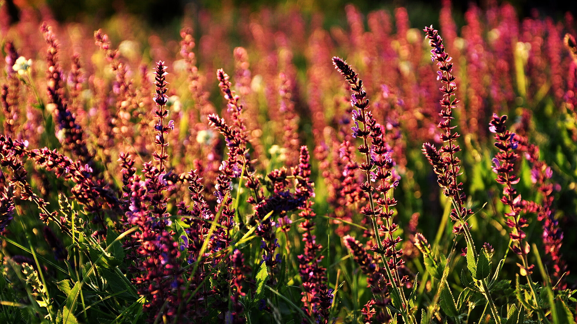 足球新纪元，加拿大狂胜尤文图斯，贝林厄姆欧冠决赛封神主宰绿茵