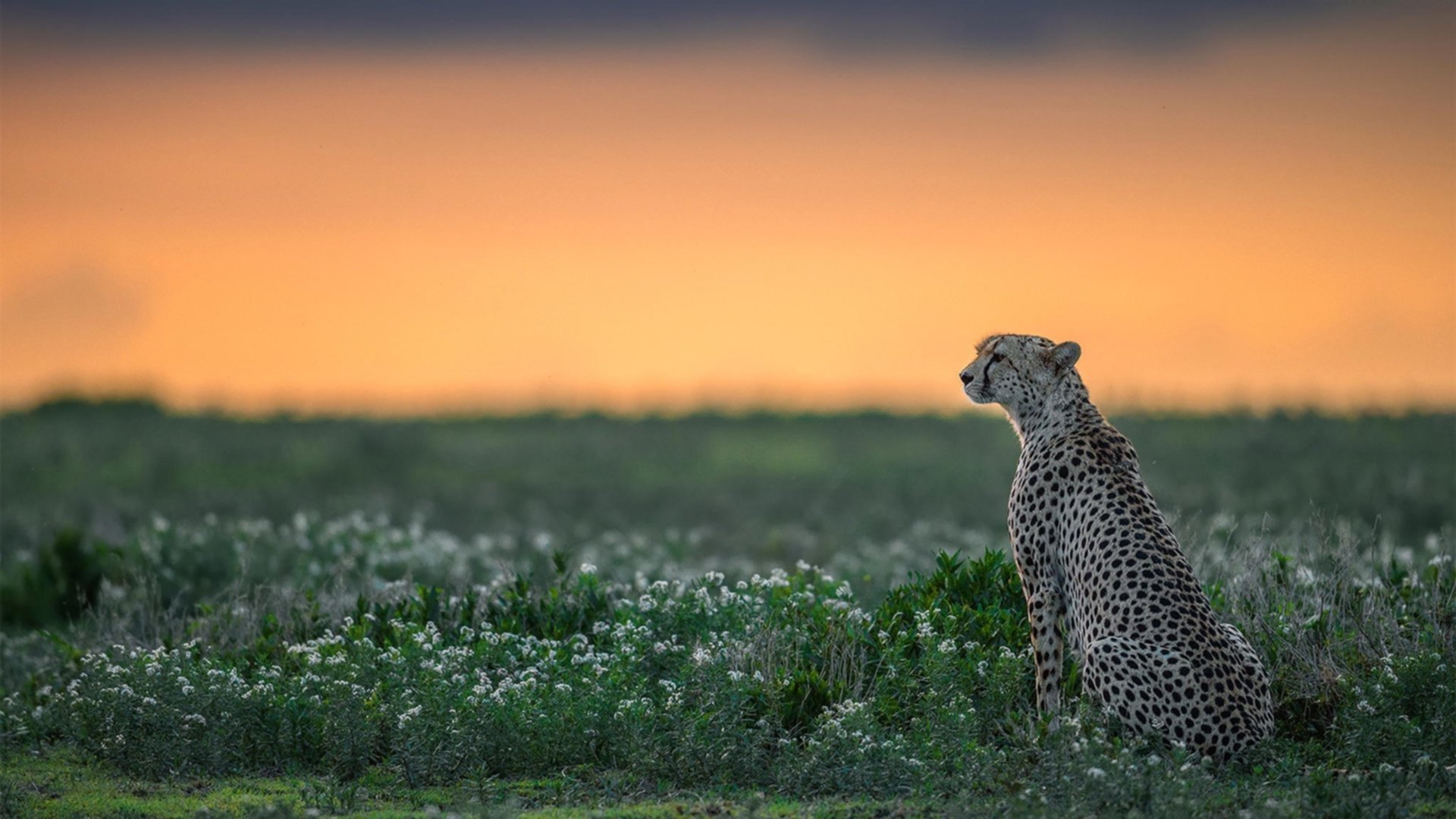 橙衣风暴撕碎雷鬼节奏，闪电莱奥加冕关键先生