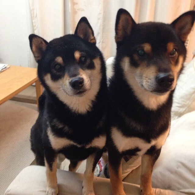 孤胆英雄与铁血军团，约基奇的悲壮扛旗与尼克斯的团队胜利