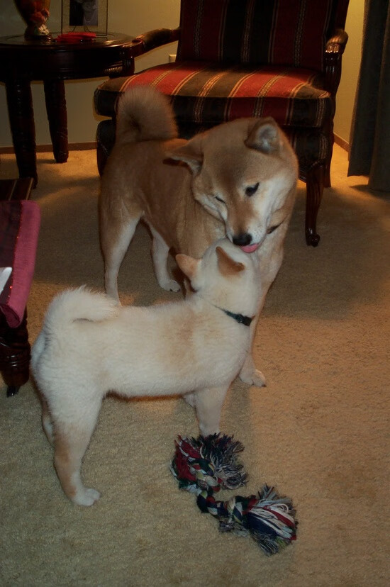 开云体育下载-黄喜灿统治全场！皇家贝蒂斯客场驯服苏格兰雄狮