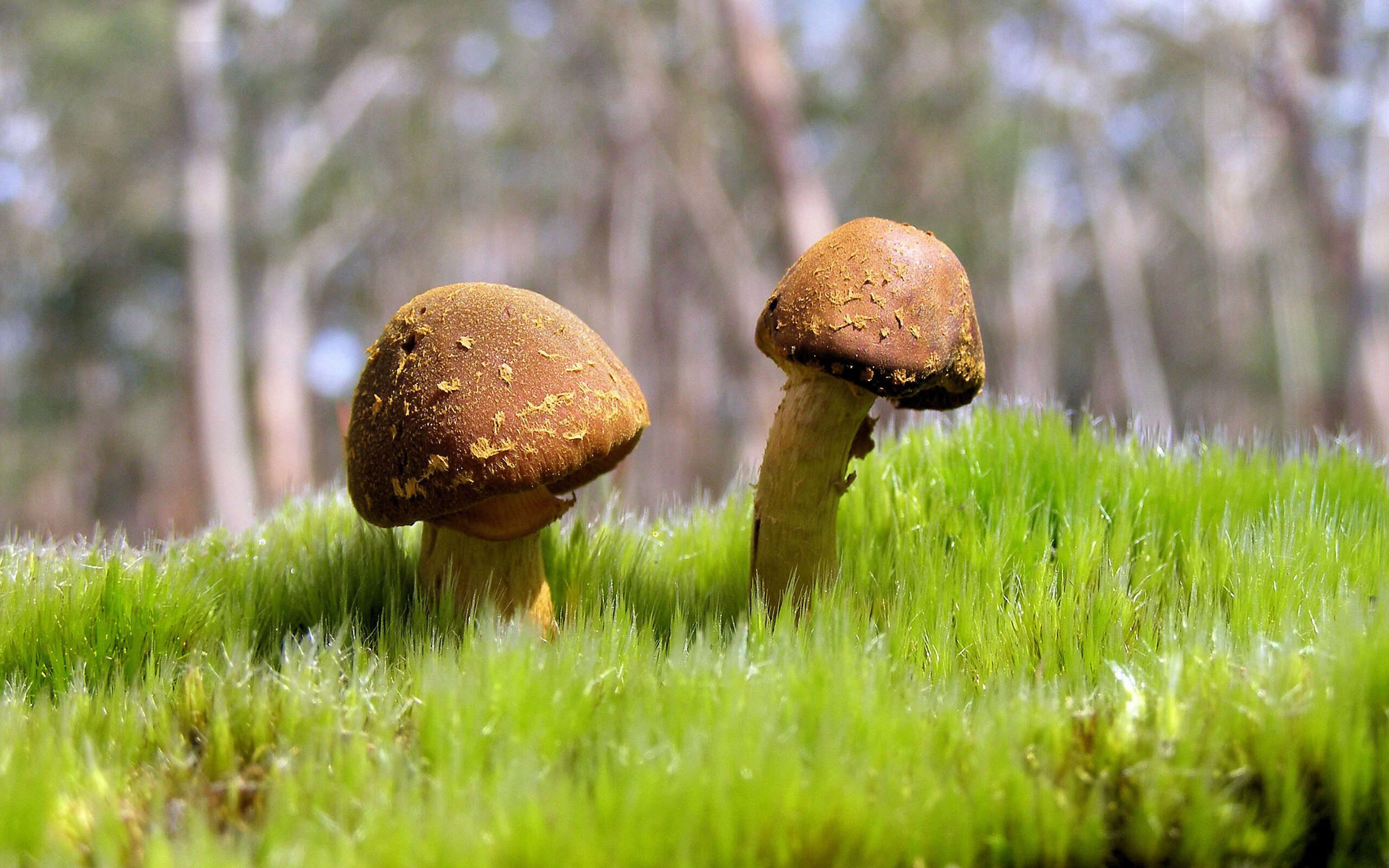 开云体育平台APP-跨界生死战，玻利维亚在西部决赛焦点中最后一刻绝杀曼城