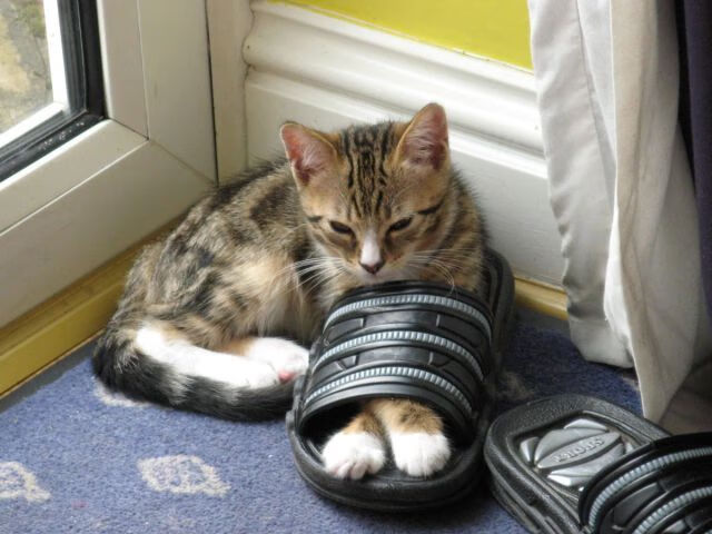 开云体育APP下载-血脉中的秘鲁闪电，当高原血脉在赛道与绿茵场同时点燃