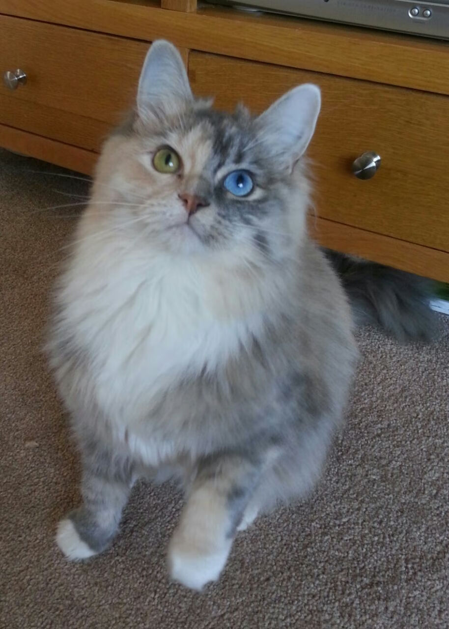 开云体育平台APP-足球的双重奏，伊朗冲垮墨西哥，莫德里奇生涯之夜璀璨