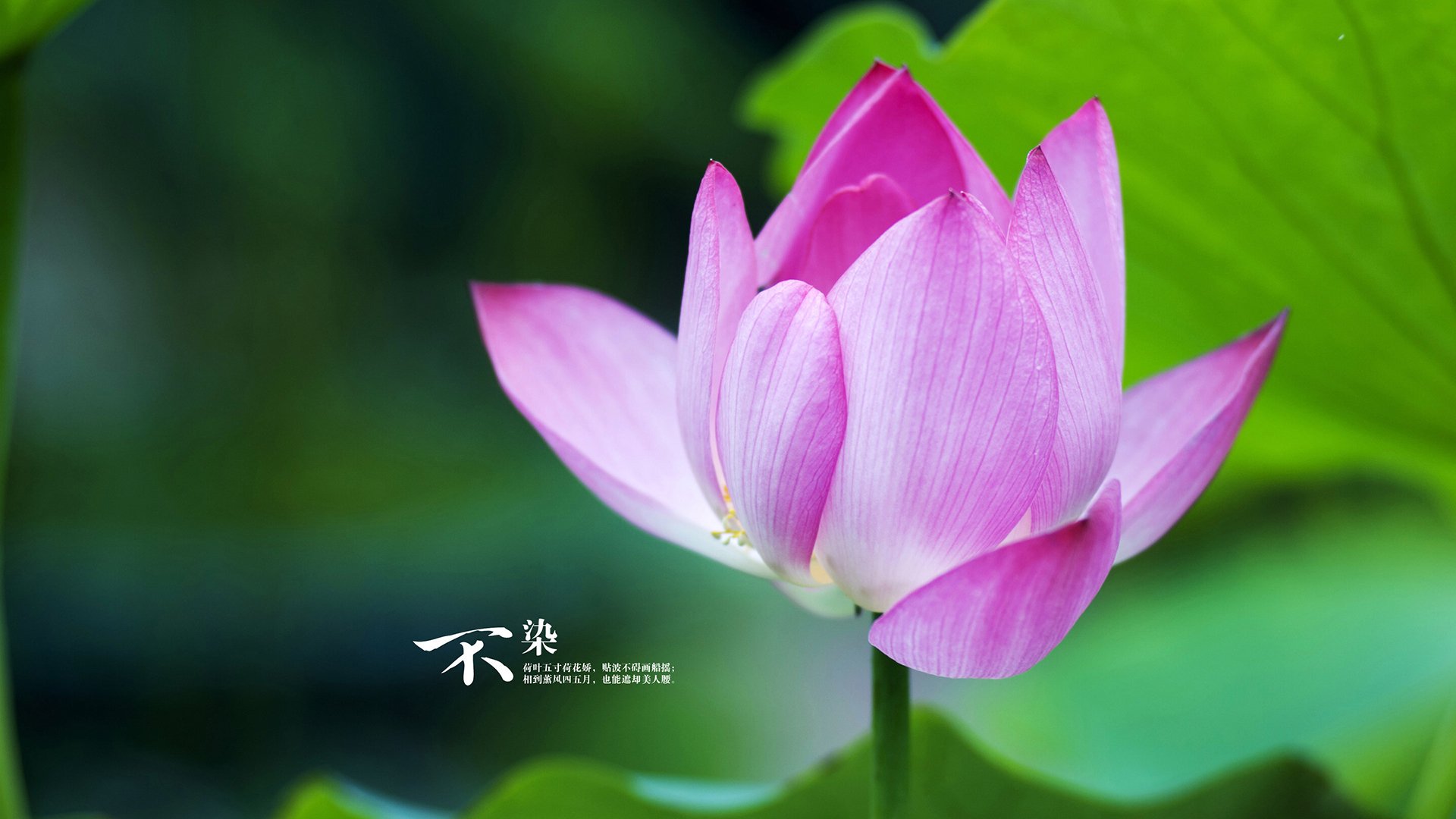 生死战夜，太原的独行侠与格林的子弹同时穿透宿命