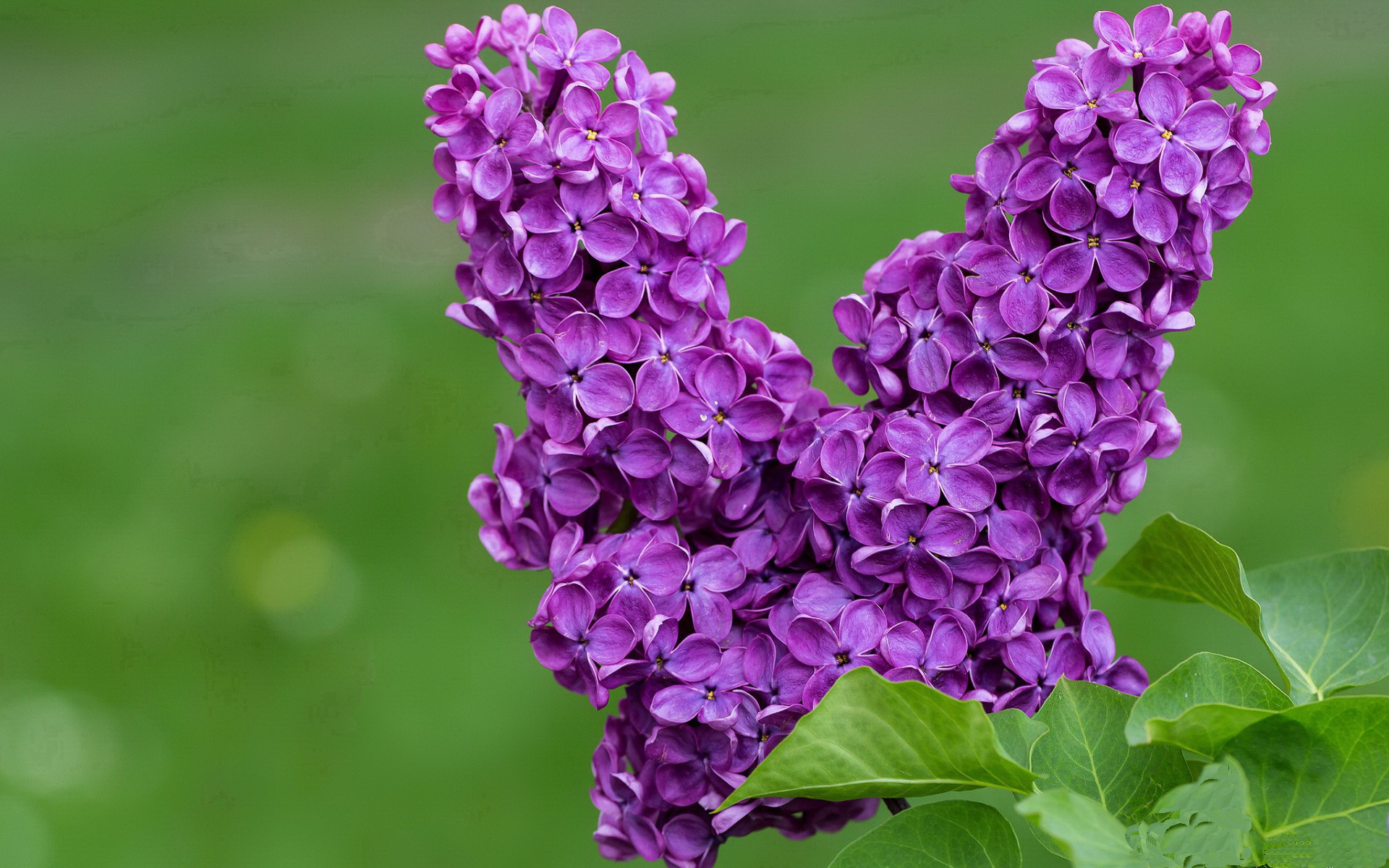 F1年度争冠之夜，加克波式的攻防转换核心