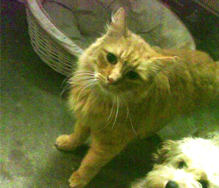 绿茵风云，乌拉圭对阵皇马的经典对决与奥斯梅恩的纪录之夜