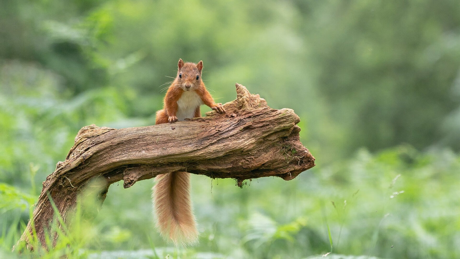 铁链与烈焰,当瑞典式防守遇见努涅斯式冲锋