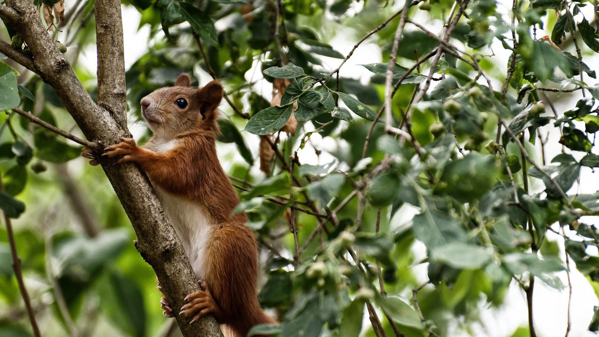 开云下载-拉梅洛48分创新高，福克斯2.8秒准绝杀！国王险胜独行侠