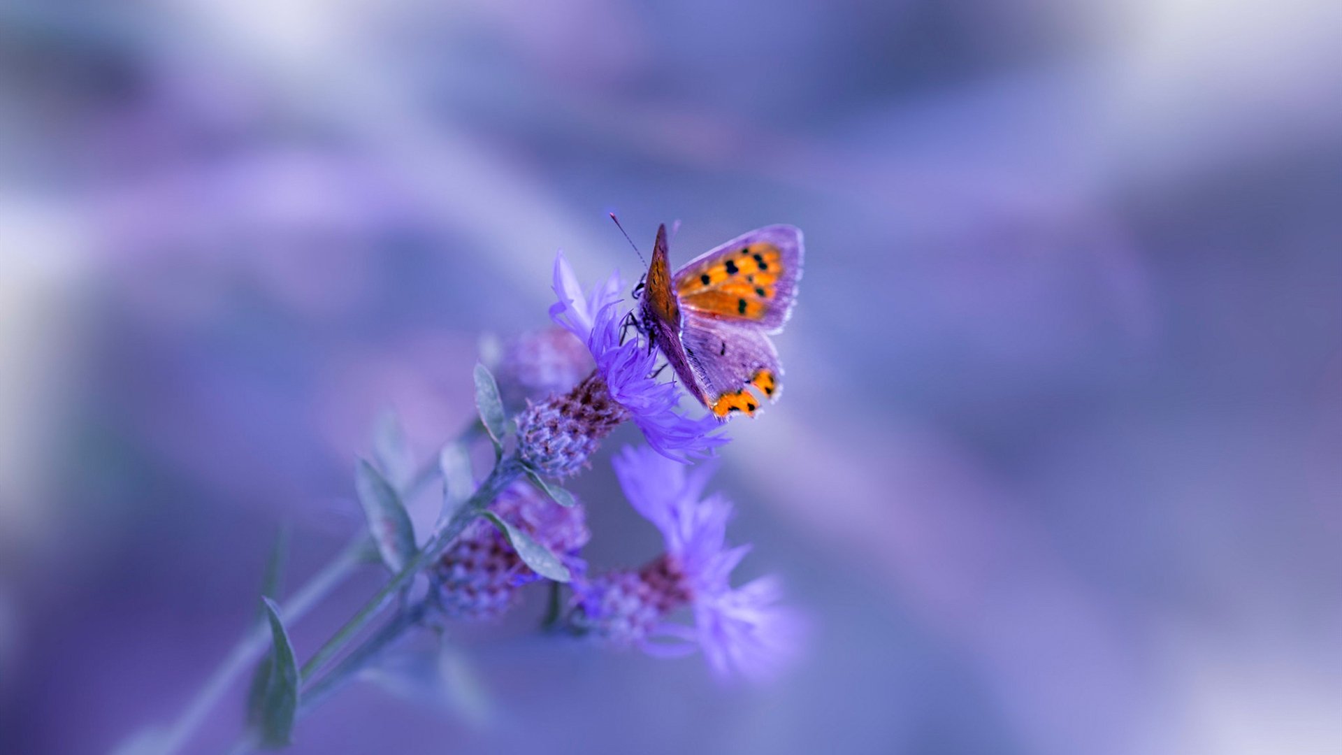 皮克持续制造杀伤，塞内加尔关键战突围爱尔兰