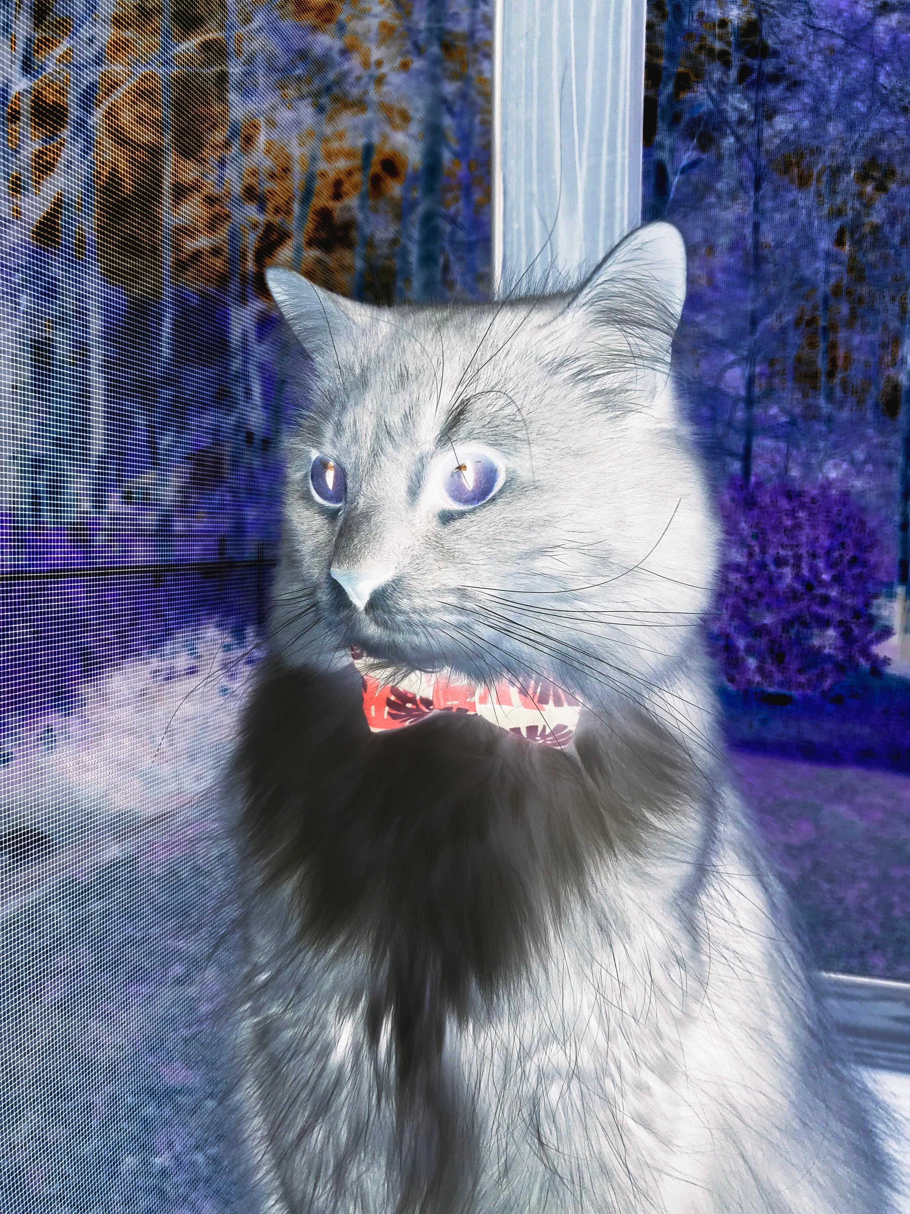 加维关键时刻挺身而出，加纳队全面碾压苏格兰获辉煌胜利