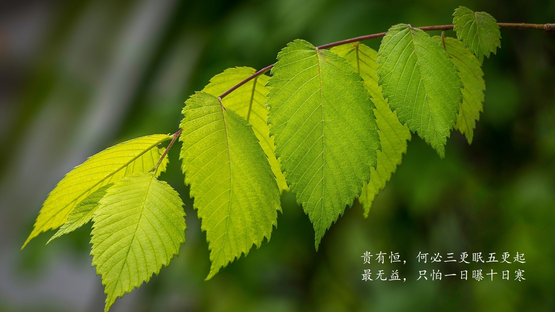 开云体育中国-红魔陨落，突尼斯横扫比利时，B费独木难支控球成空谈